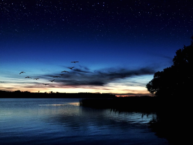 Foto uccelli che volano sopra le silhouette degli alberi vicino al lago al crepuscolo