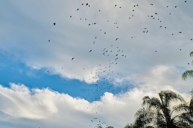 雲いっぱいの空を飛ぶ鳥たち