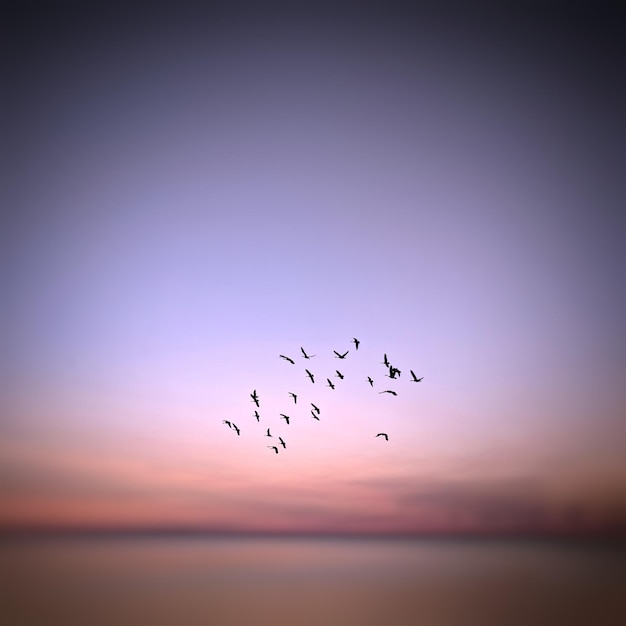 Photo birds flying in the sky