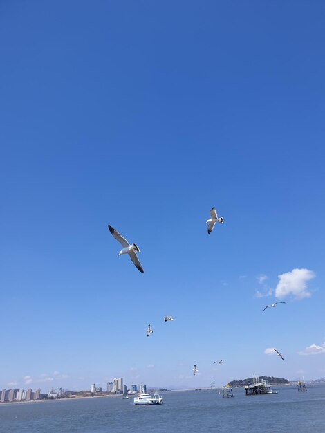 Birds flying in the sky