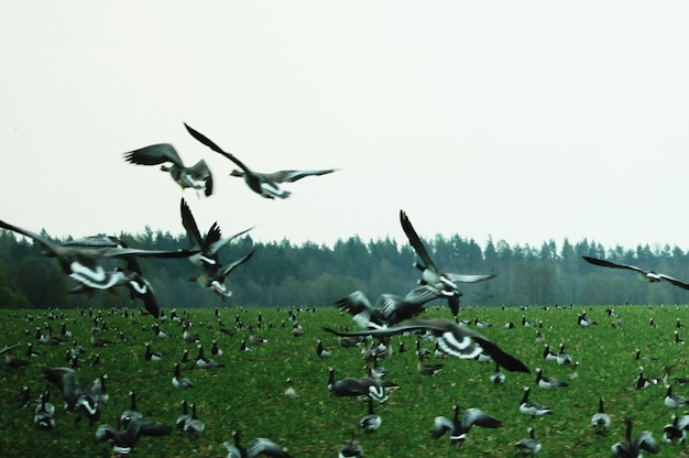 Photo birds flying in the sky