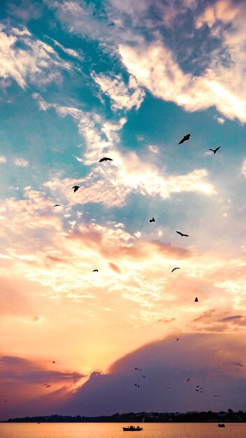 Birds flying in sky