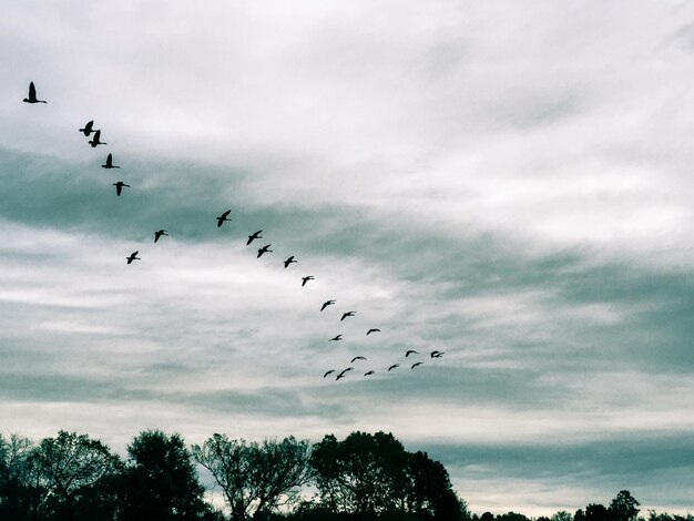 Photo birds flying over sky