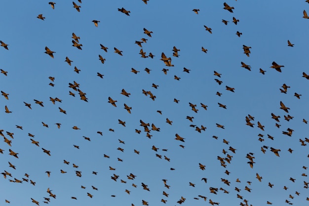 Birds flying in the sky