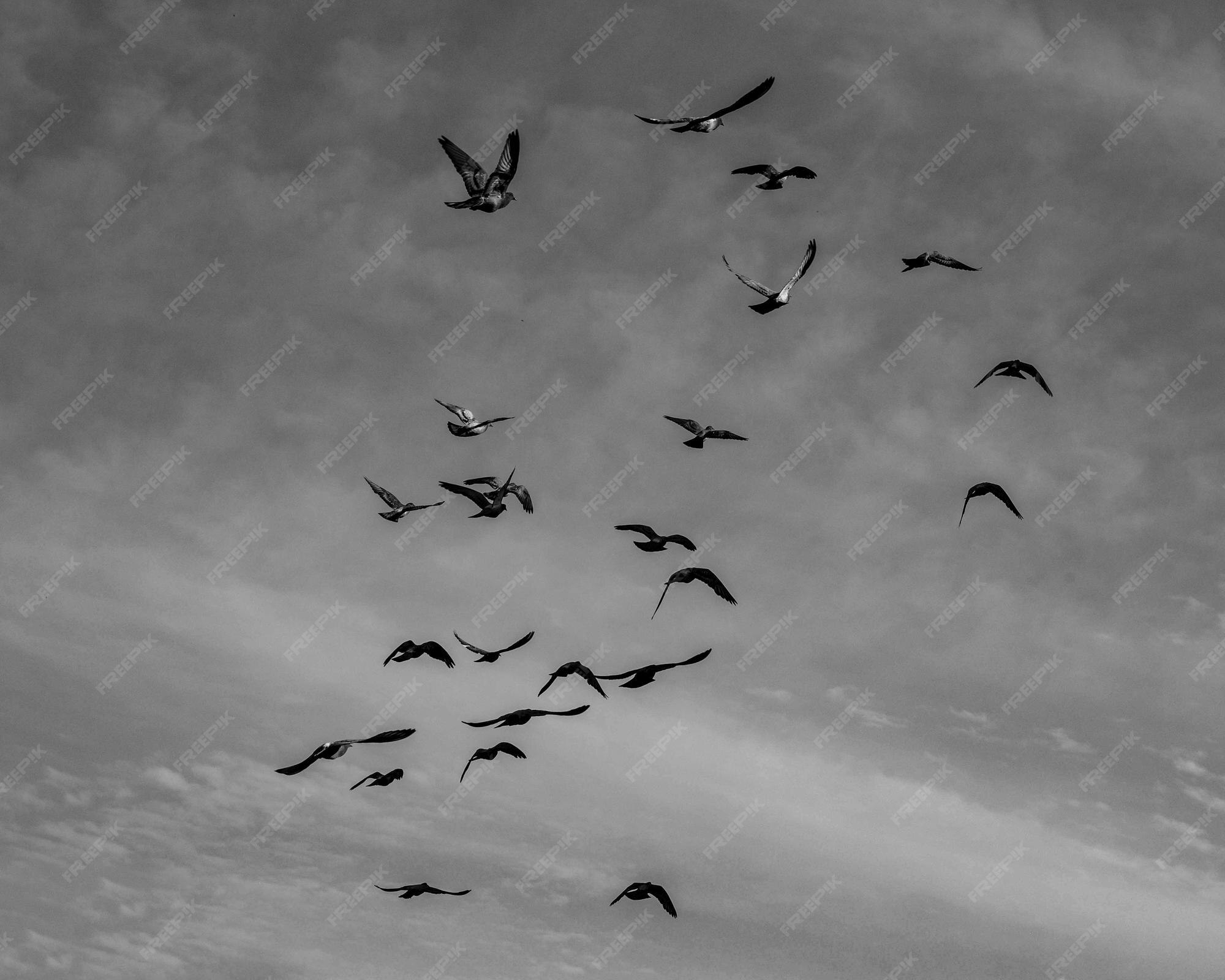 Premium Photo | Birds flying in the sky