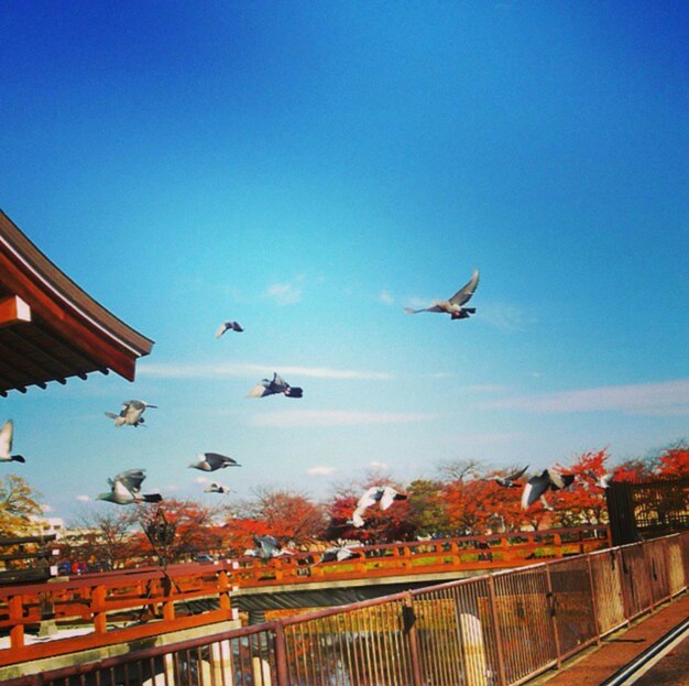 Birds flying over town