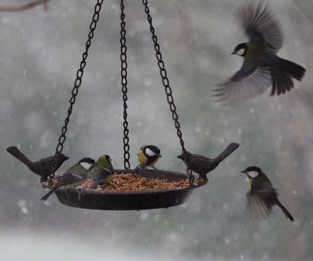 Birds flying in the water