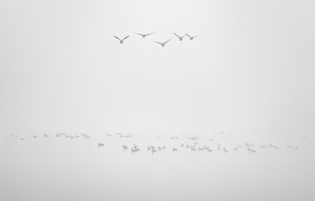Foto uccelli che volano sopra l'acqua