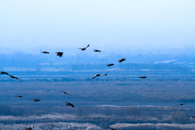 Birds flying