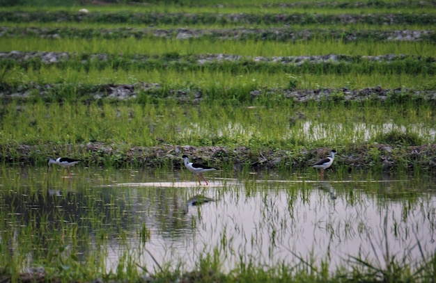 Photo birds foraging in lake