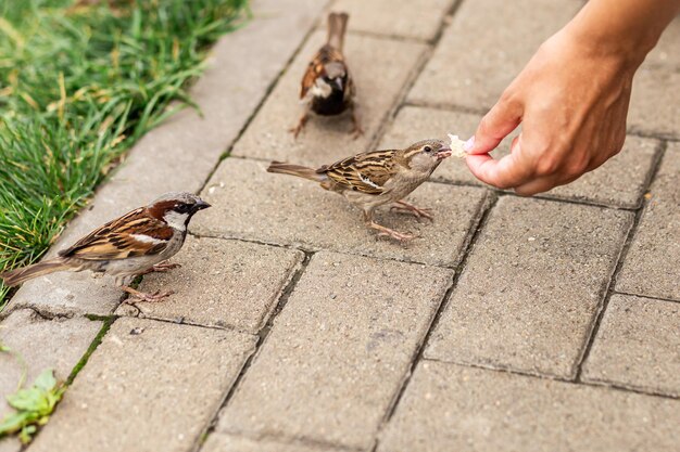 鳥たちは春の公園でパン粉の残骸を見つけ、喜んで食べました