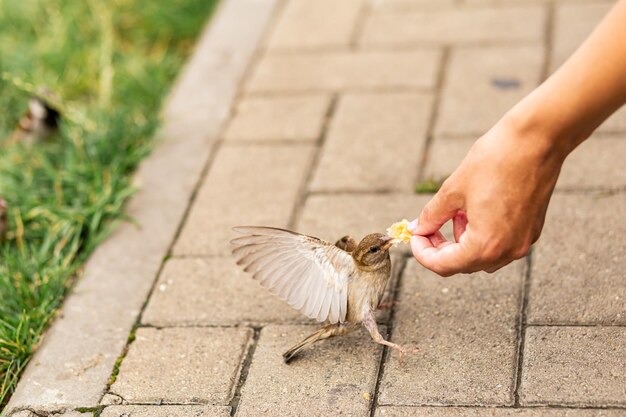 鳥たちは春の公園でパン粉の残骸を見つけ、喜んで食べました