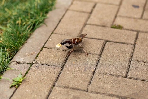 Photo the birds found the remains of bread crumbs in the spring park and are happy to eat them