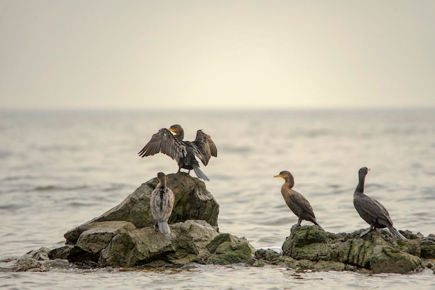 우루과이의 자유와 환경에 있는 새들.