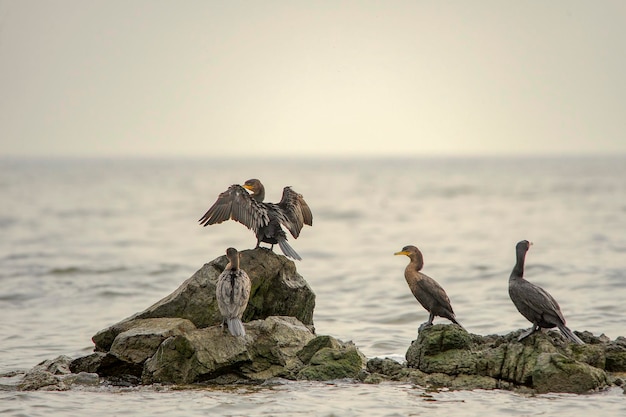 Birds in freedom and in their environment of uruguay