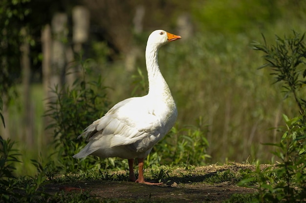 Uccelli in libertà e nel loro ambiente dell'uruguay.