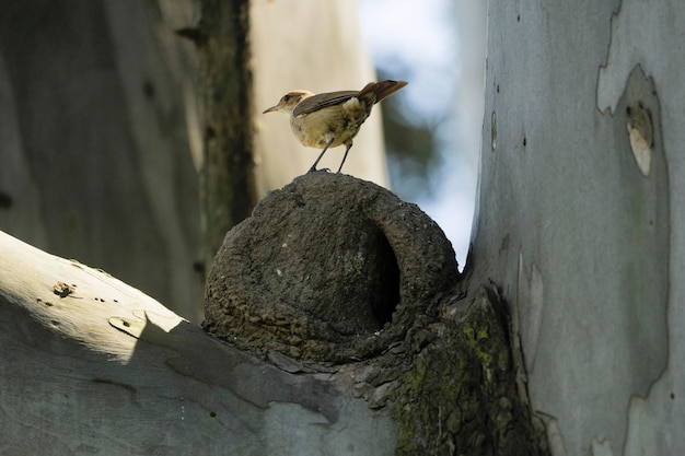 Photo birds in freedom and in their environment of uruguay