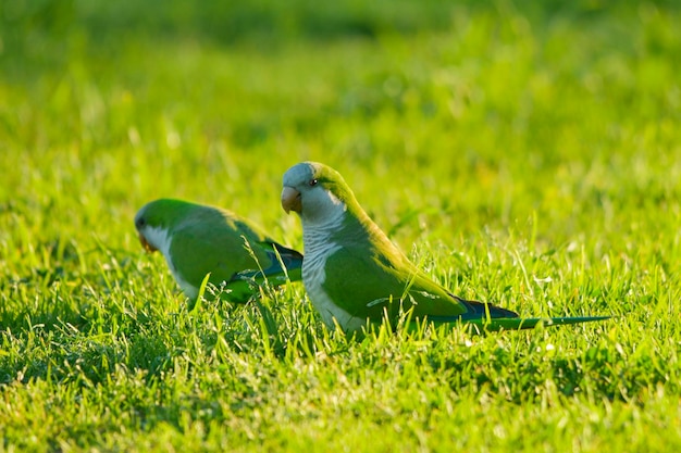 自由とウルグアイの環境にいる鳥。