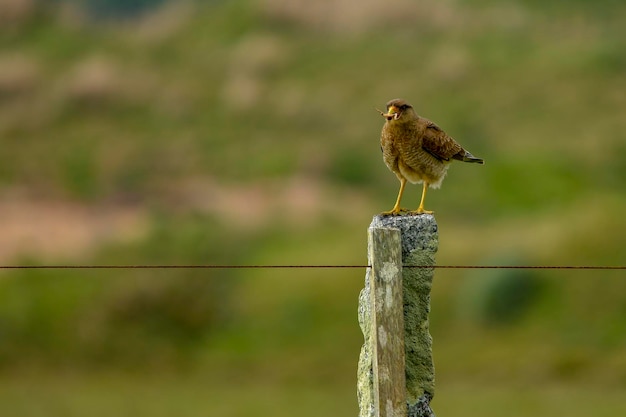 Birds in freedom and in their environment of uruguay