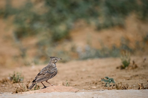 Uccelli in libertà e nel loro ambiente