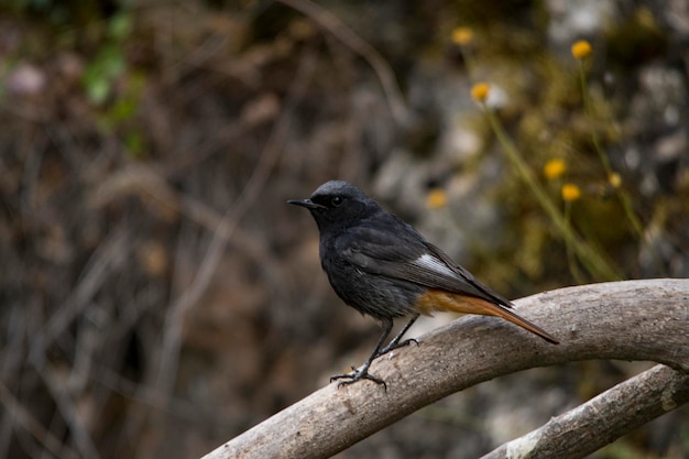 Birds in freedom and in their environment