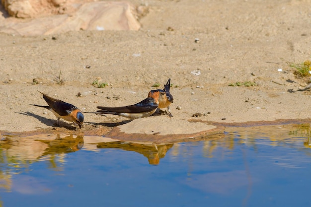 Birds in freedom and in their environment