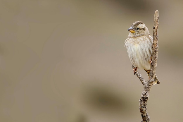 自由とその環境にいる鳥