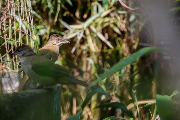 Birds to get sunlight.