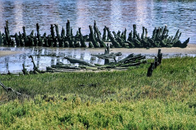 Foto uccelli sull'erba in acqua