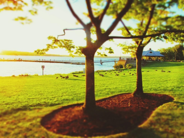 Photo birds on grassy field by lake