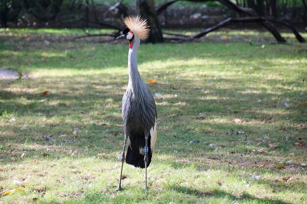 草原の鳥たち