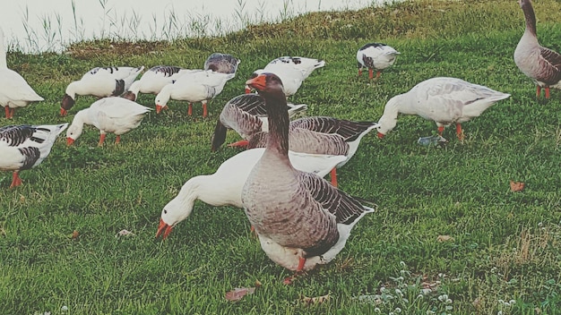 Photo birds on grassy field