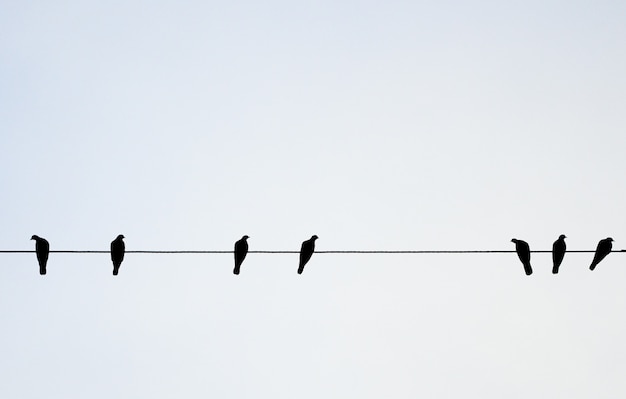 Photo birds hang on electrical wire