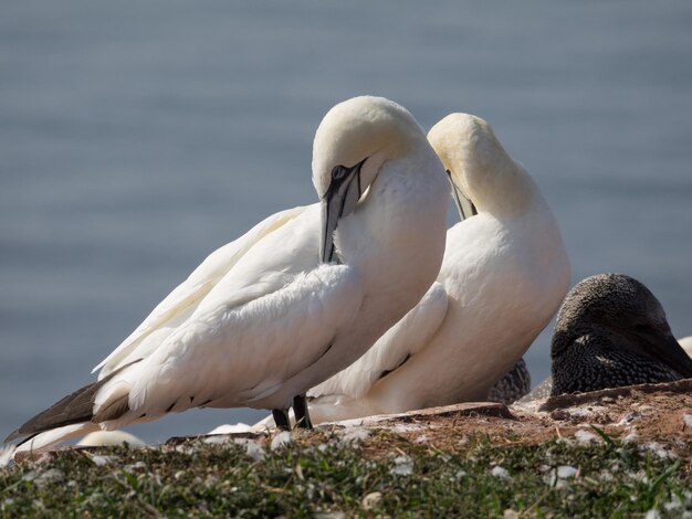 Foto uccelli sull'isola di helgoland