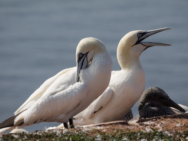 Photo birds on helgoland island