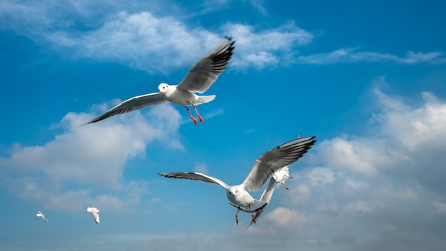 Birds Hovering In The Wind