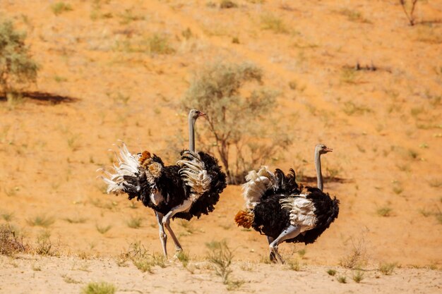 写真 砂漠の鳥たち