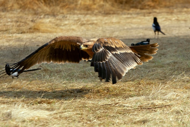 写真 野原の鳥たち