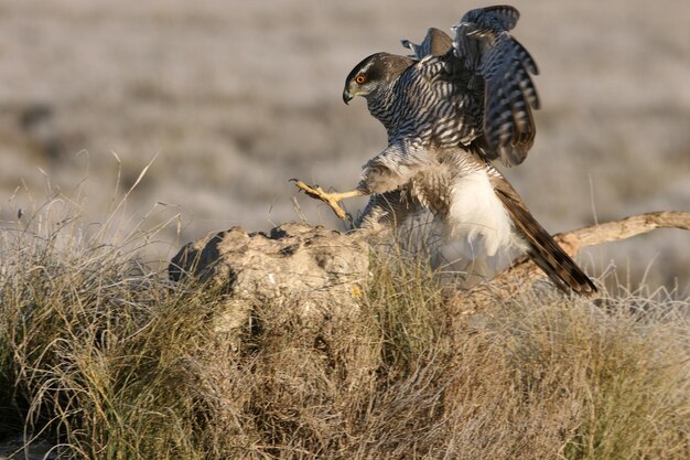 写真 野原の鳥たち