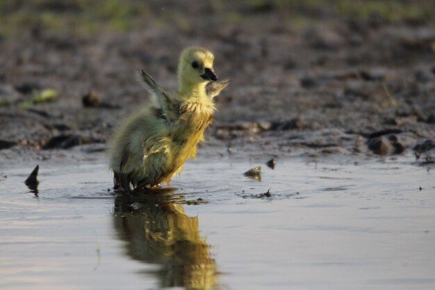 写真 湖の鳥たち