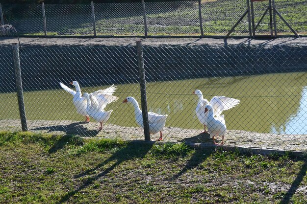 写真 に閉じ込められた鳥