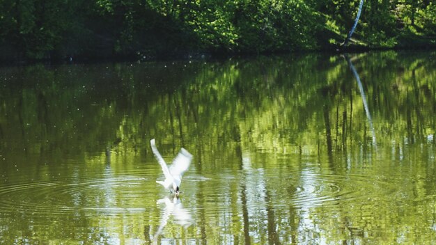 写真 静かな湖の鳥たち