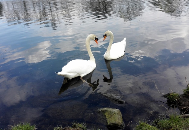 写真 静かな水の中の鳥