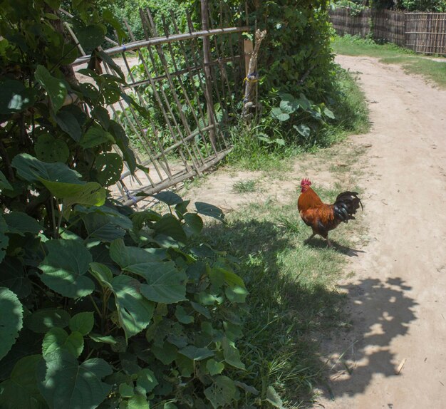 写真 農場の鳥