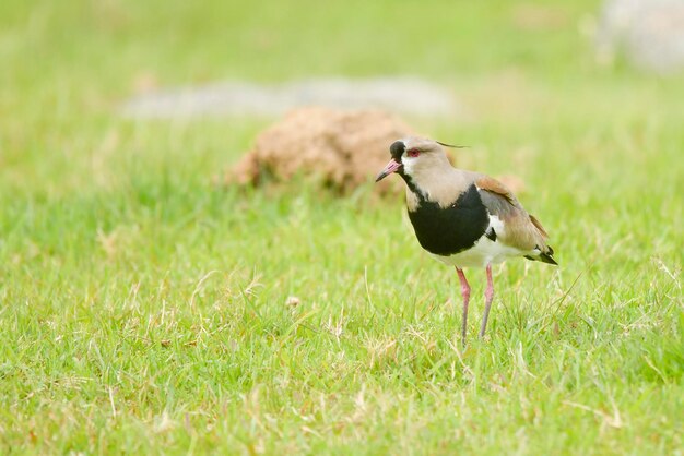 写真 自由とウルグアイの環境にいる鳥。