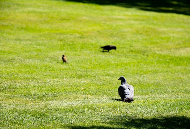 写真 私の庭の鳥たち