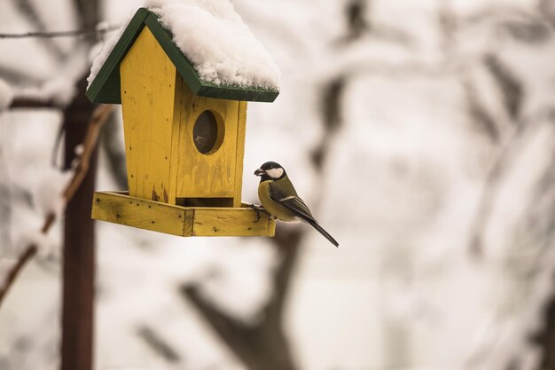 写真 フィーダーの鳥