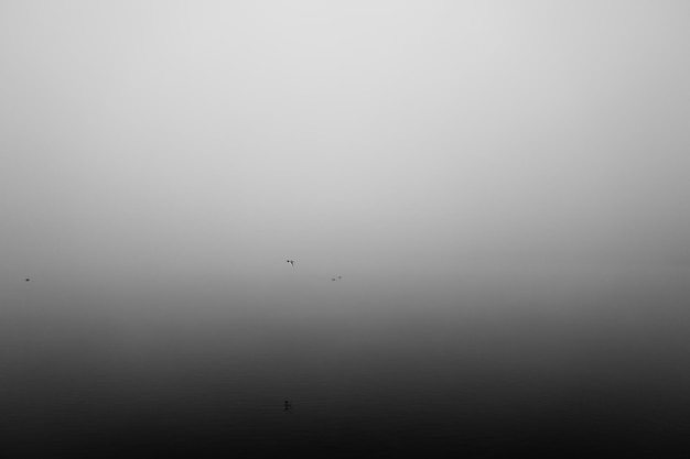 Foto uccelli nel lago contro il cielo