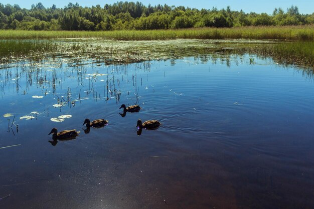 Birds in lake against sky