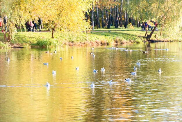 秋の公園の湖の鳥